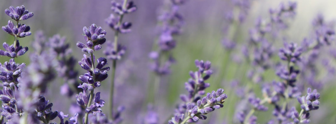 Hotel & Restaurant Kräutergarten - herbal specials